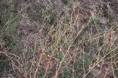 Grindelia hallii