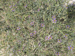 Fagonia laevis