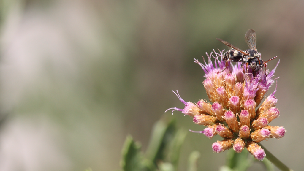 Doeringiella