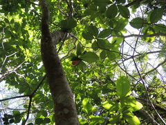 Tabernaemontana glabra