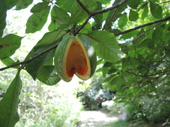 Tabernaemontana glabra