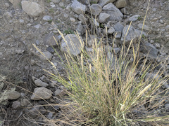 Hilaria rigida
