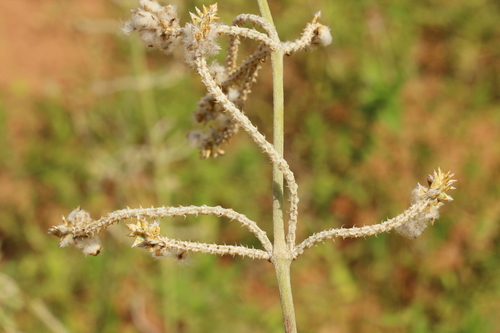 Froelichia tomentosa