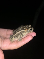 Southern Round-Gland Toad photo 3