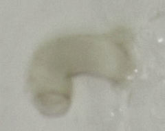 Orthoperus atomarius