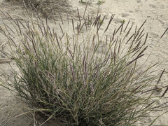 Hilaria rigida