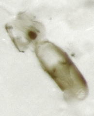 Orthoperus atomarius