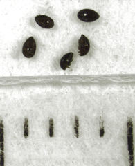 Orthoperus atomarius