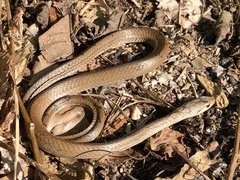 Cubophis cantherigerus