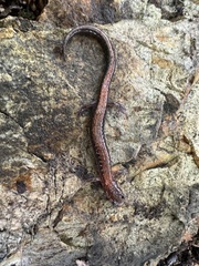 Plethodon cinereus image