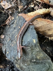 Plethodon cinereus image