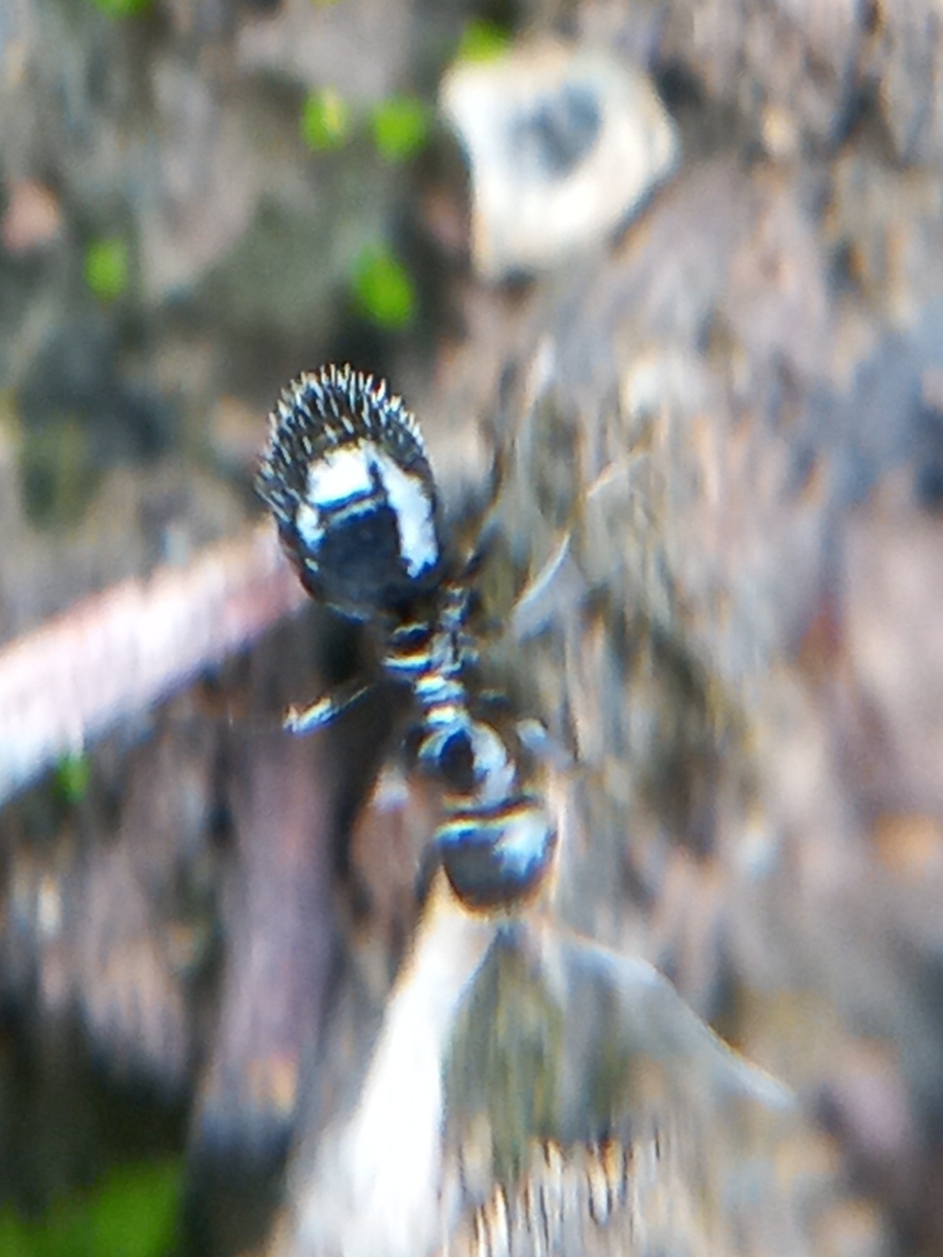 Lepisiota annandalei