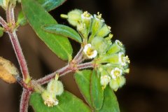 Image of Euphorbia lasiocarpa