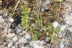 Euphorbia mendezii image