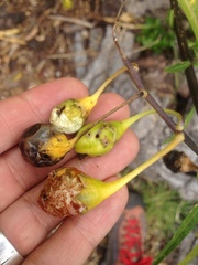 Leucinodes cordalis