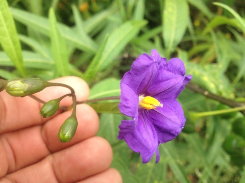 Solanum laciniatum