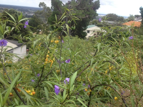 Solanum laciniatum