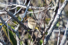 Setophaga palmarum image