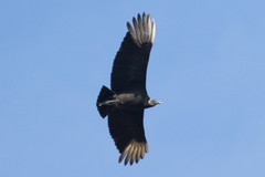 Coragyps atratus image