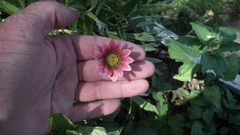Gazania × splendens