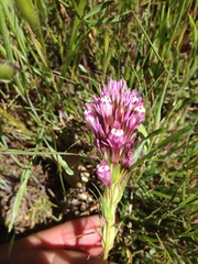 Castilleja densiflora densiflora