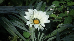Gazania × splendens