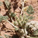 Anisosciadium lanatum - Photo (c) sami-youssef, algunos derechos reservados (CC BY-NC), subido por sami-youssef