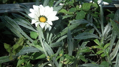 Gazania × splendens