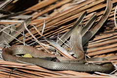Cubophis cantherigerus