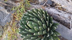 Agave victoriae-reginae