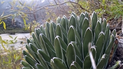 Agave victoriae-reginae