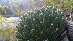 Agave victoriae-reginae