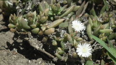 Delosperma inconspicuum