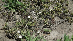 Delosperma inconspicuum