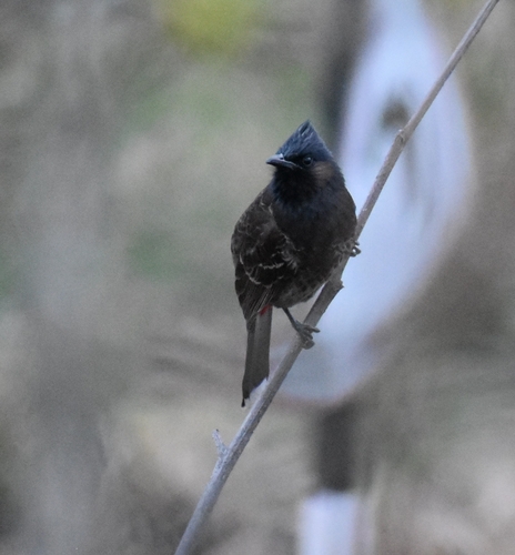 Bulbul cafre (Pycnonotus cafer)