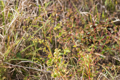 Euphorbia hyssopifolia image