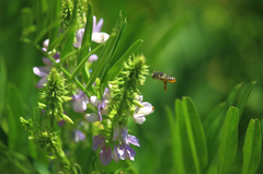 Megachile pollinosa