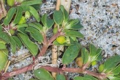 Image of Euphorbia bombensis