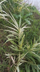 Arundo donax versicolor