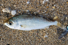 Eucinostomus harengulus