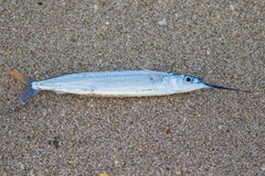 Hemiramphus brasiliensis