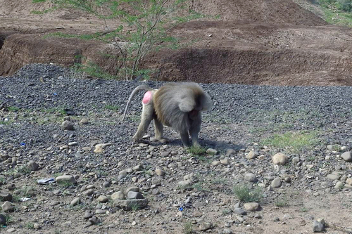 Hamadryas Baboon
