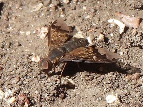 Sinuous Bee Fly photo 6