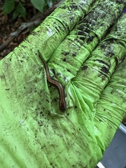 Plethodon cinereus image