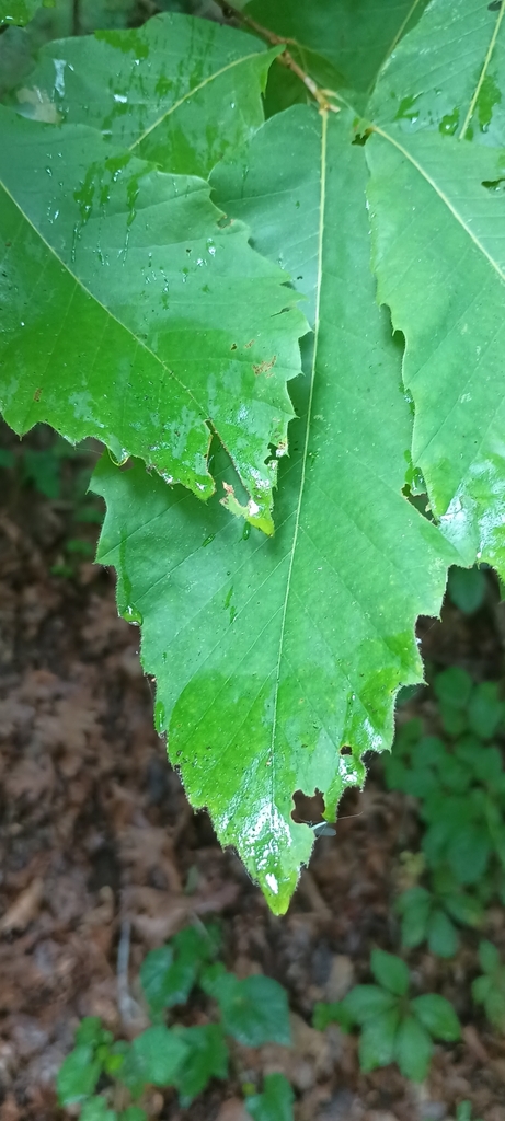 Ozark Chinquapin in July 2023 by Samantha Heller · iNaturalist