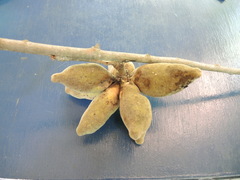 Sapranthus violaceus