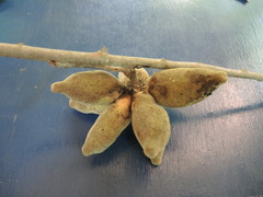 Sapranthus violaceus