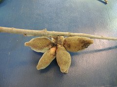 Sapranthus violaceus