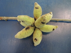 Sapranthus violaceus