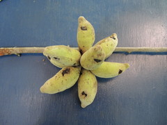 Sapranthus violaceus